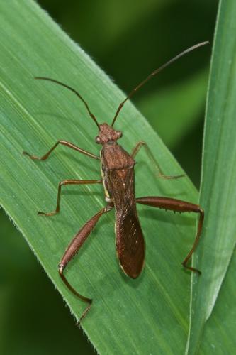 Réf. 244 115 : Riptortus linearis